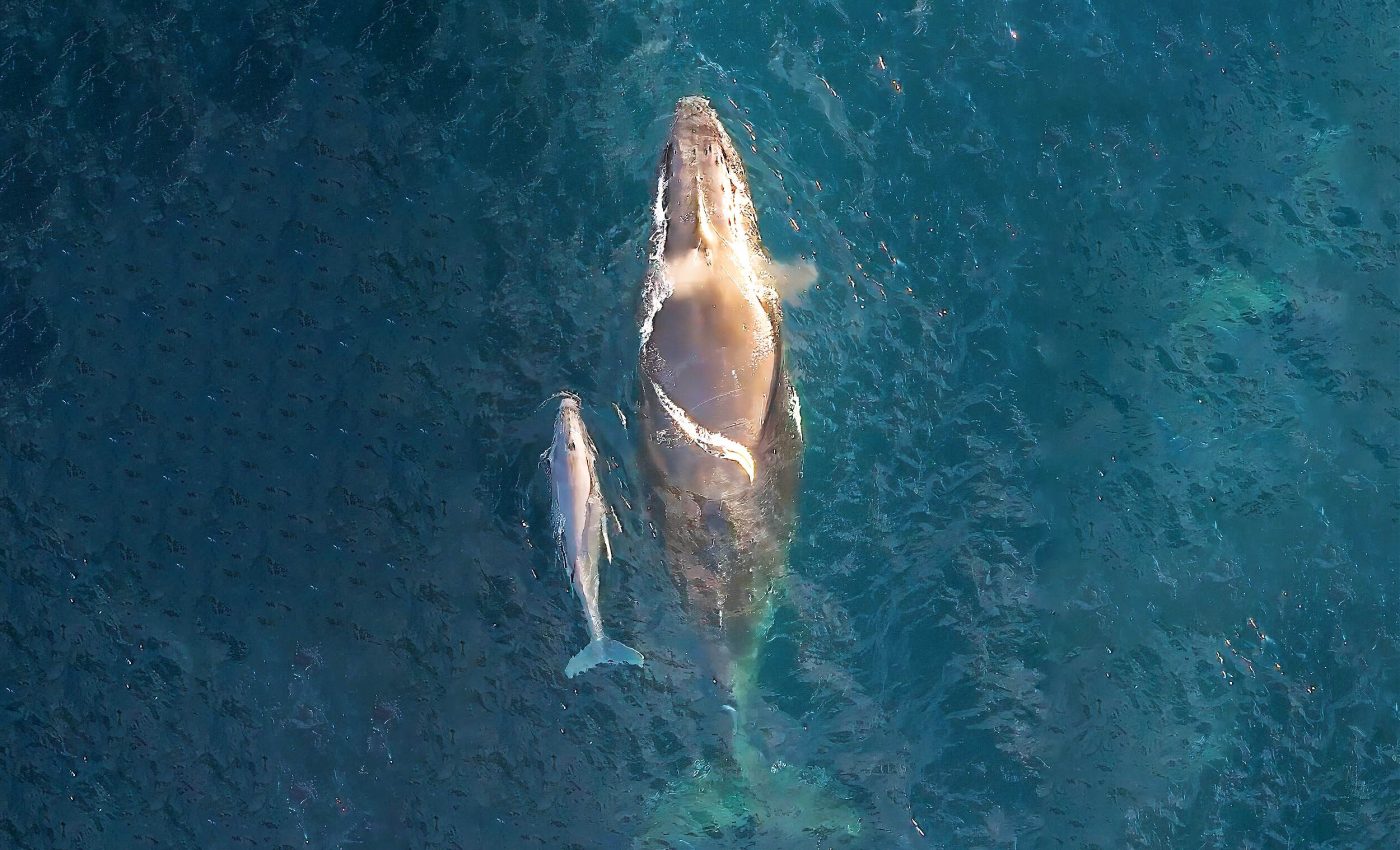 Humpback whales are giving birth where we least expected