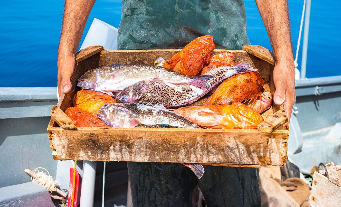 Scientists prove fish suffer "intense pain" for at least 10 minutes after catch, calls made for reforms