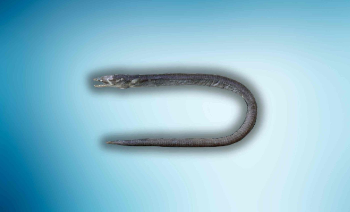 Scientists discover a new eel species with fang-like teeth