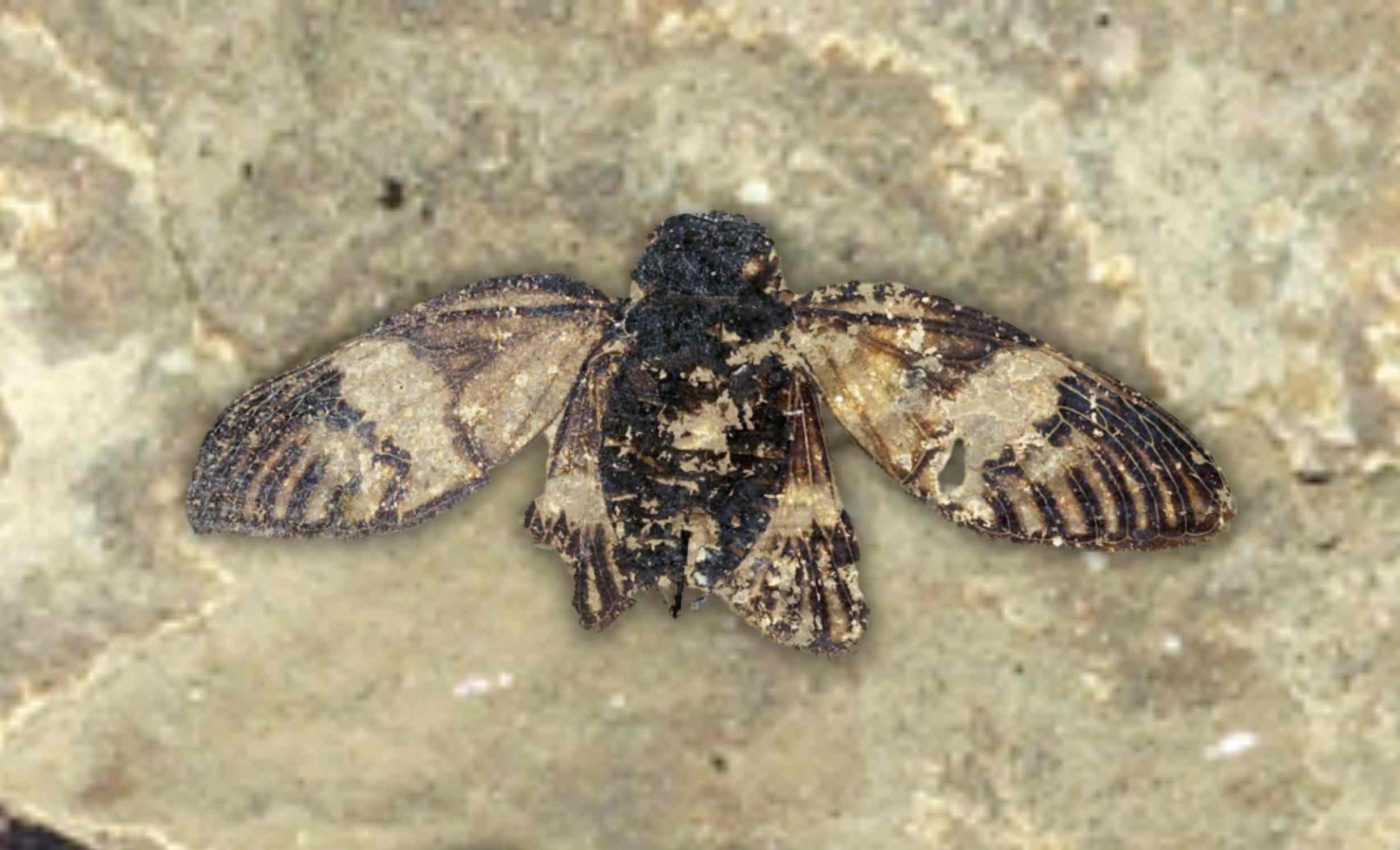 Scientists find a 47-million-year-old cicada fossil that has even preserved the details of its wings