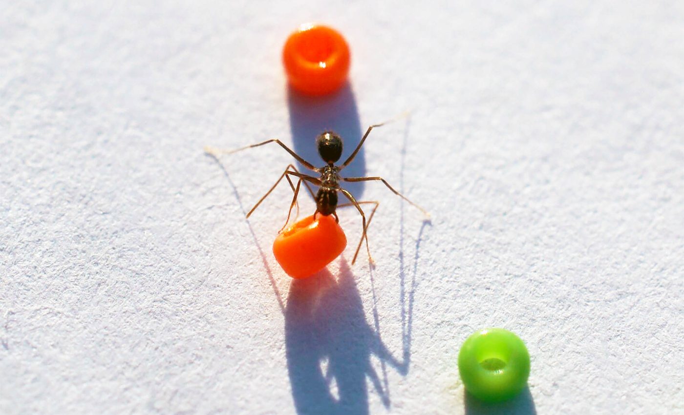 Swarm intelligence: Ants can anticipate obstacles and plan ahead
