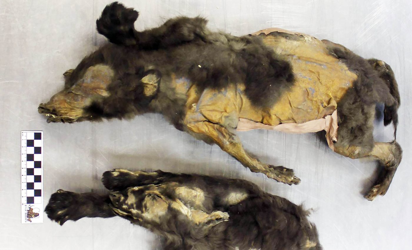 Famous 'ice-age puppies' are not actually dogs, according to new study