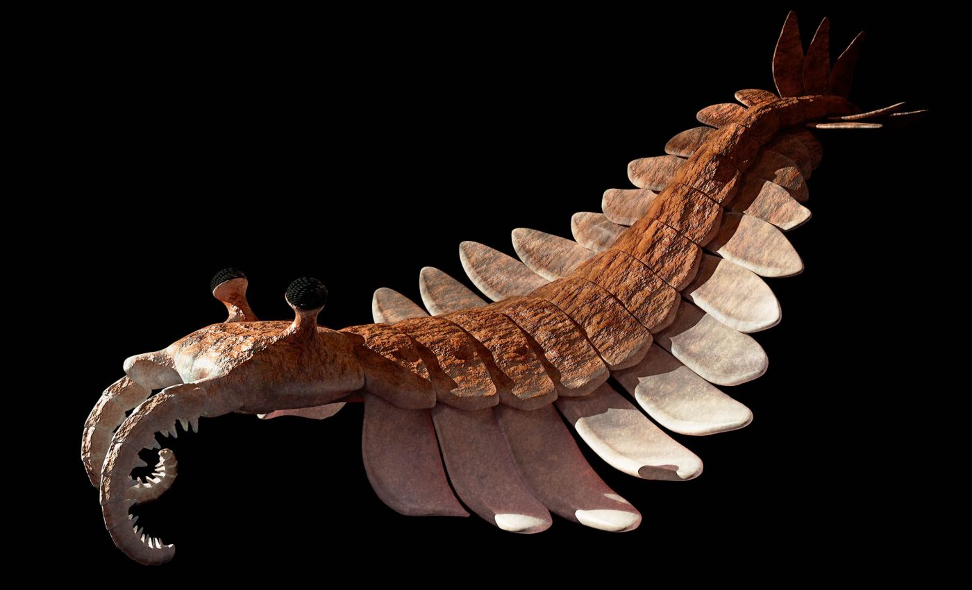 520-million-year-old fossil with brain and guts intact is called a "scientific miracle"