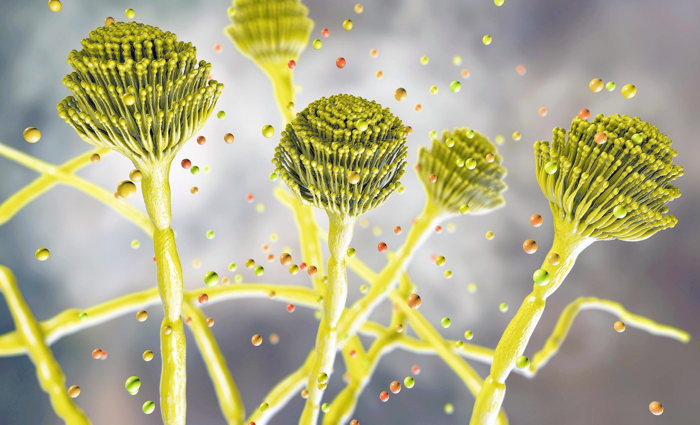 Deadly fungus that can "eat you from the inside out" is quickly spreading around the world