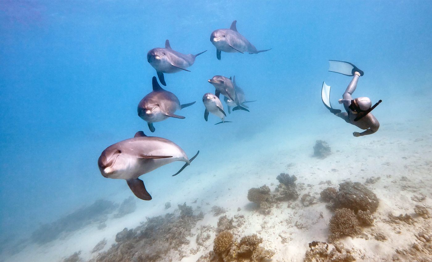 Scientists learn how dolphin brains evolved to 'see' underwater by using sound