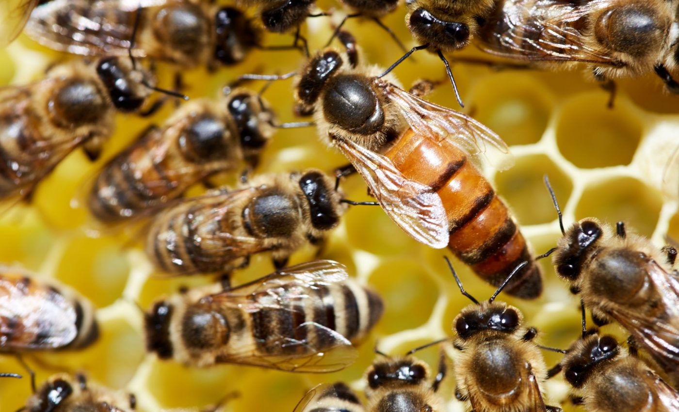Parental genes affect whether a bee becomes a queen or a worker