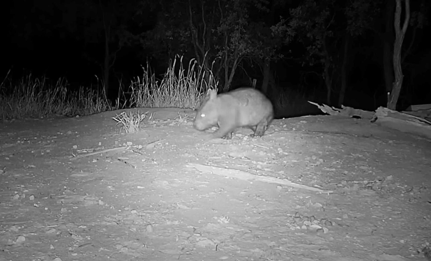 Camera captures video showing one of Australia's rarest and strangest mammals