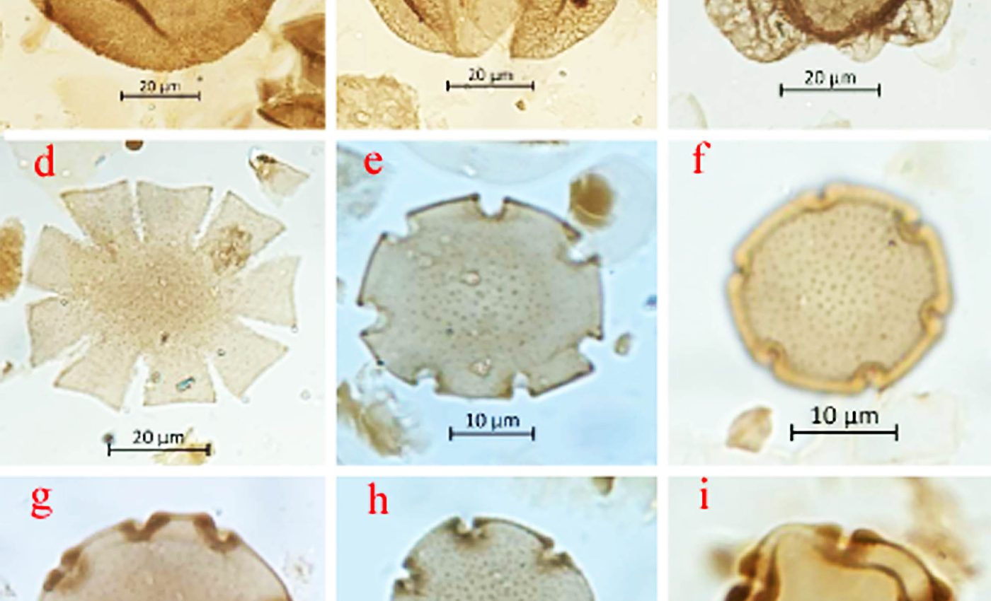 Ancient forest discovered hidden on a treeless island in the South Atlantic