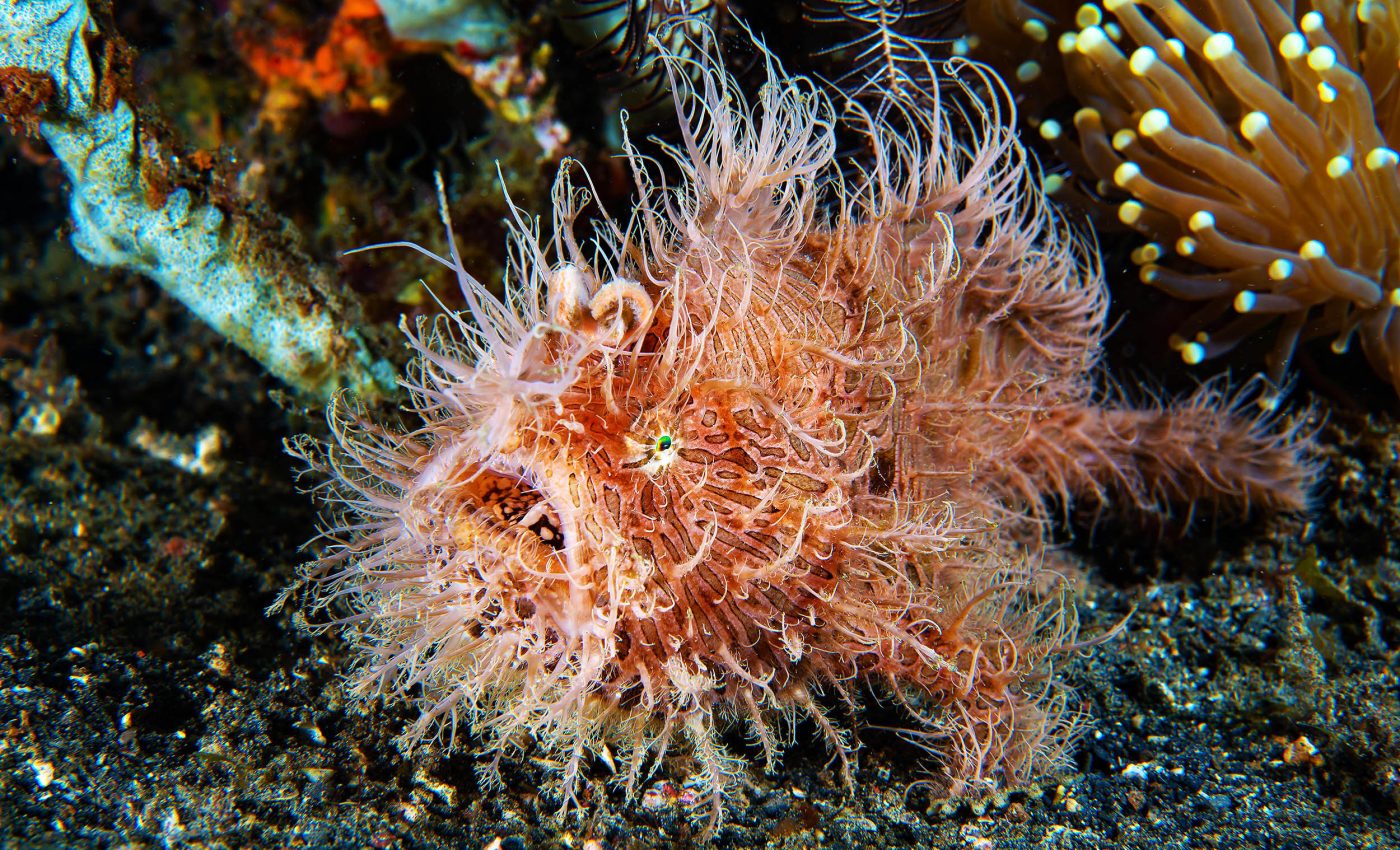 Strangest fish in the ocean walks on the seafloor, changes colors, and uses a fishing lure
