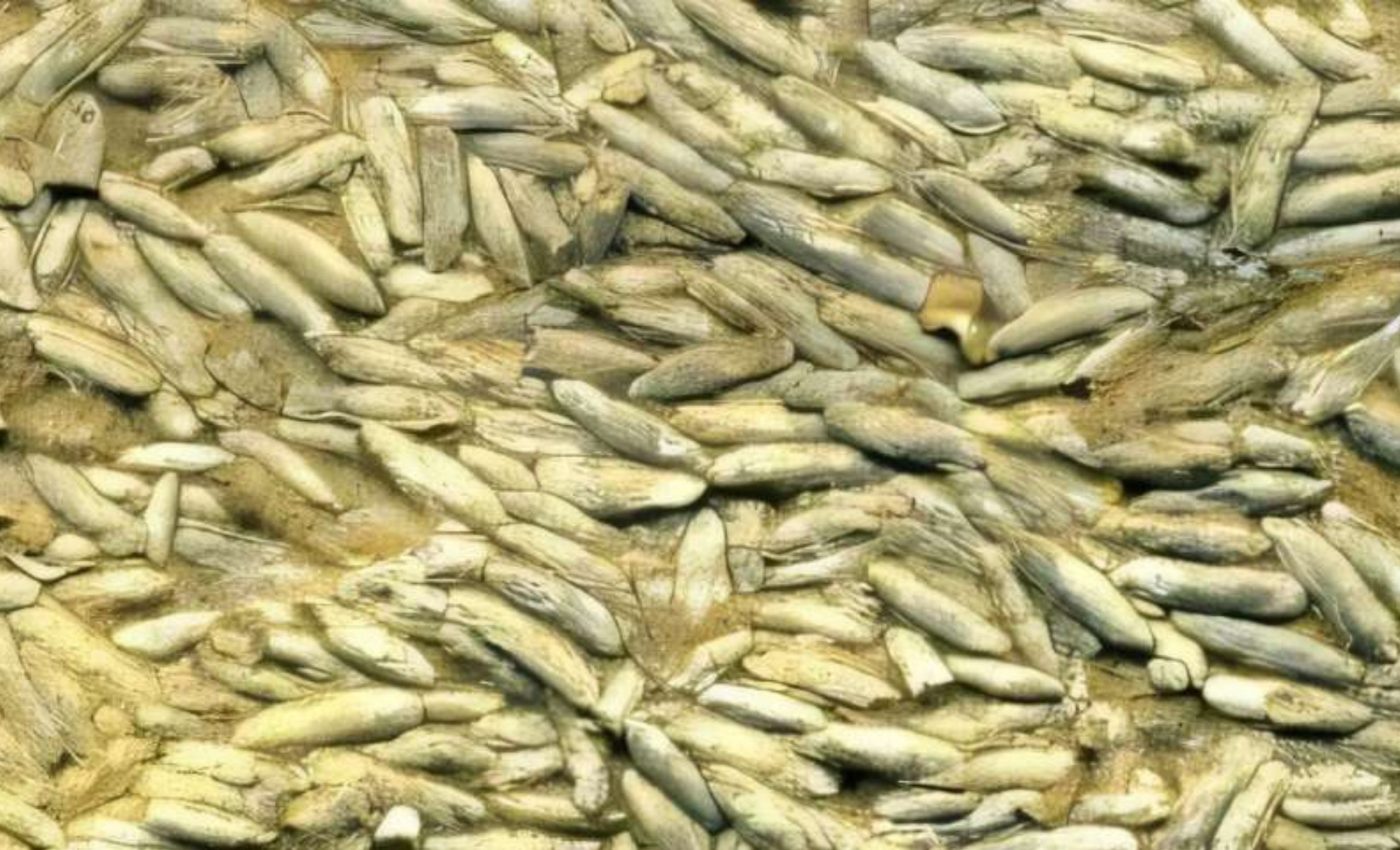 Tiny ocean creatures have always gone extinct during Earth’s past climate warming periods – Earth.com