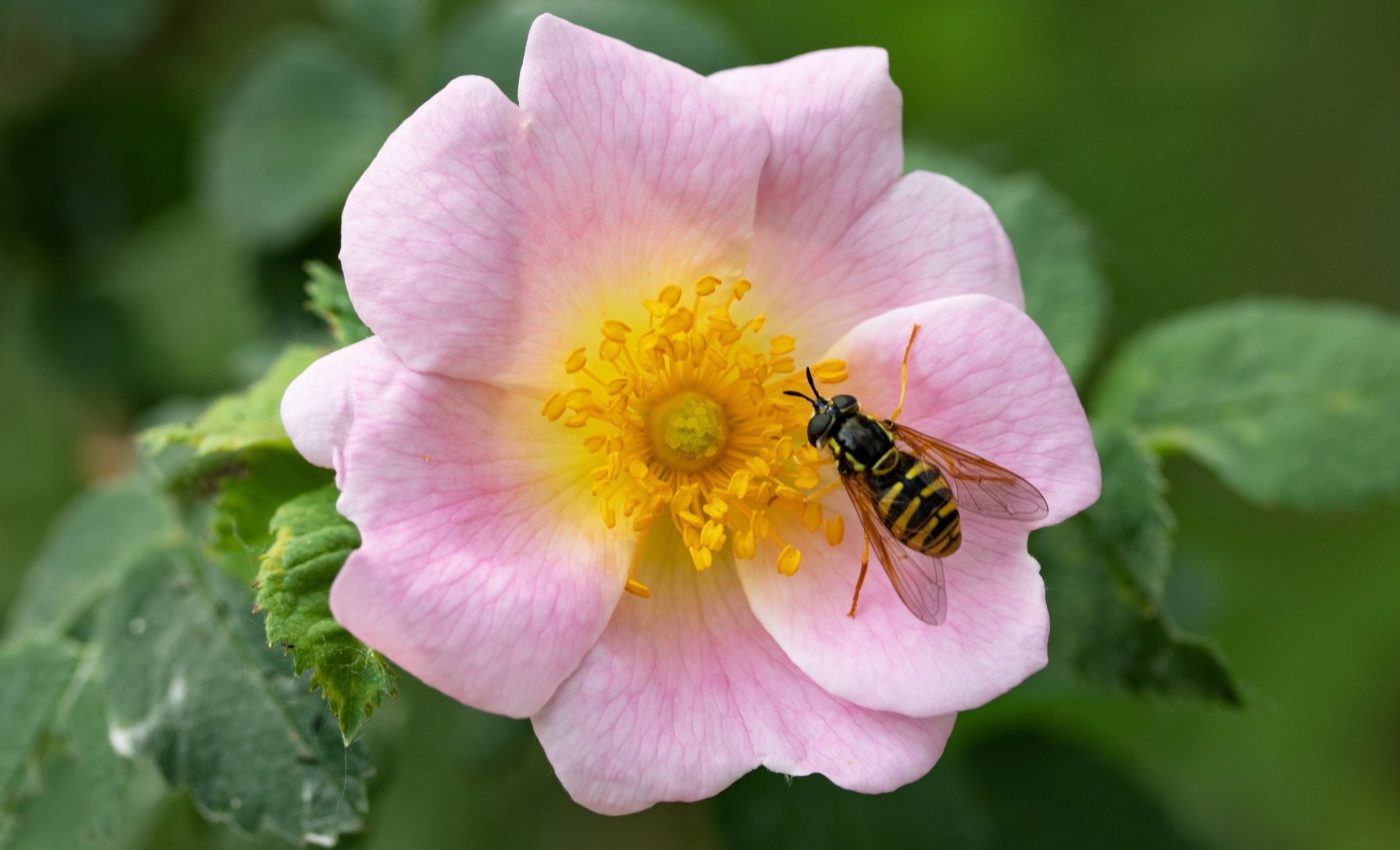 Both bees and humans like these flower mixes the best