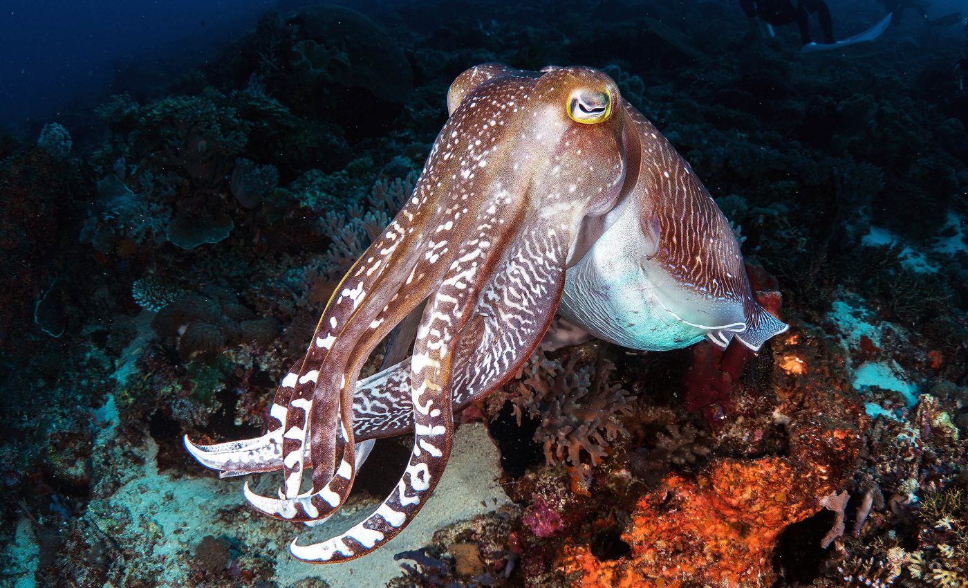 Squids dominated ancient oceans 100 million years ago