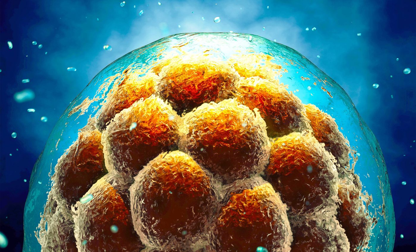 How do your cells know which parts of your body to build? Brilliant new tech is helping us find out