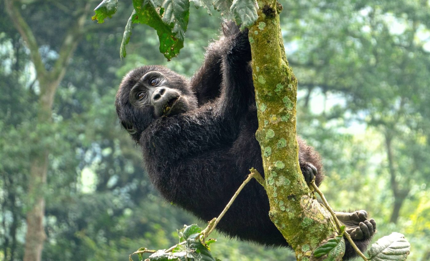 Gorillas spend much more time in trees than we previously thought