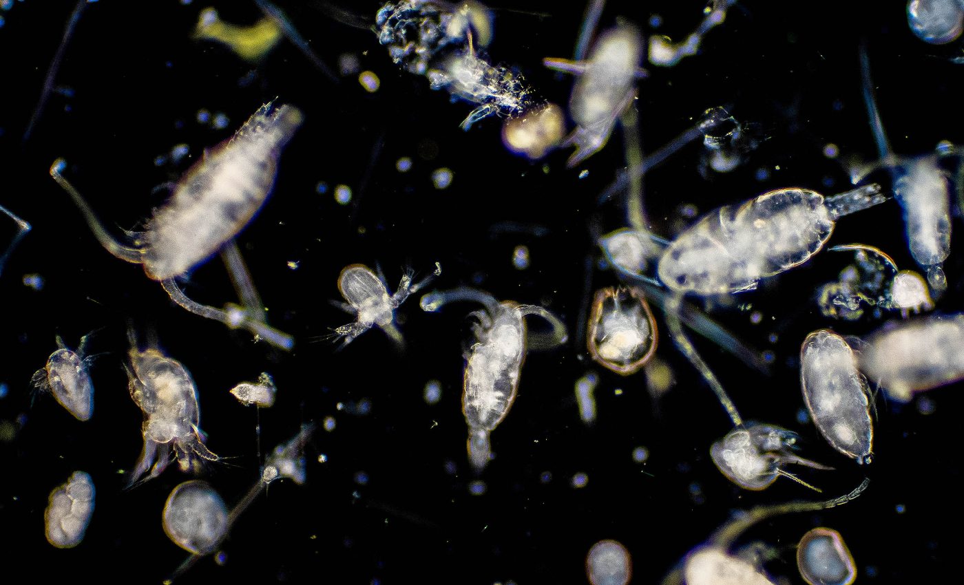 These tiny creatures play an outsized role in Southern Ocean carbon storage