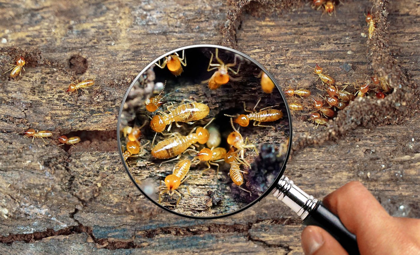 New system attracts and eliminates termites with a natural scent and no toxins