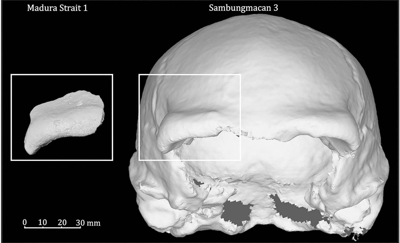 Archaeologists find 140,000-year-old human and animal remains at the bottom of the ocean