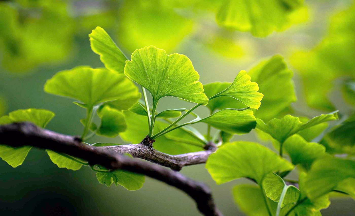 Leaves from this popular tree may improve circulation and prevent blood clots