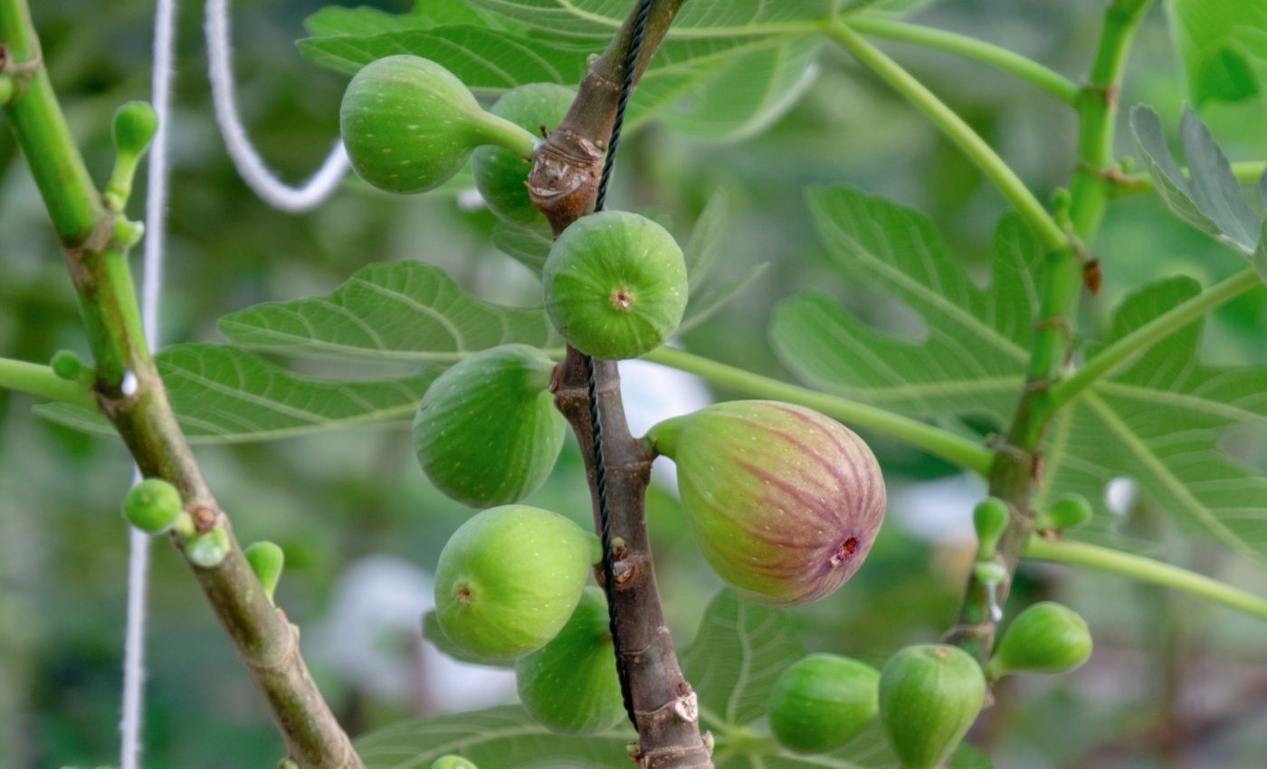 How fig trees turn parts of themselves to stone