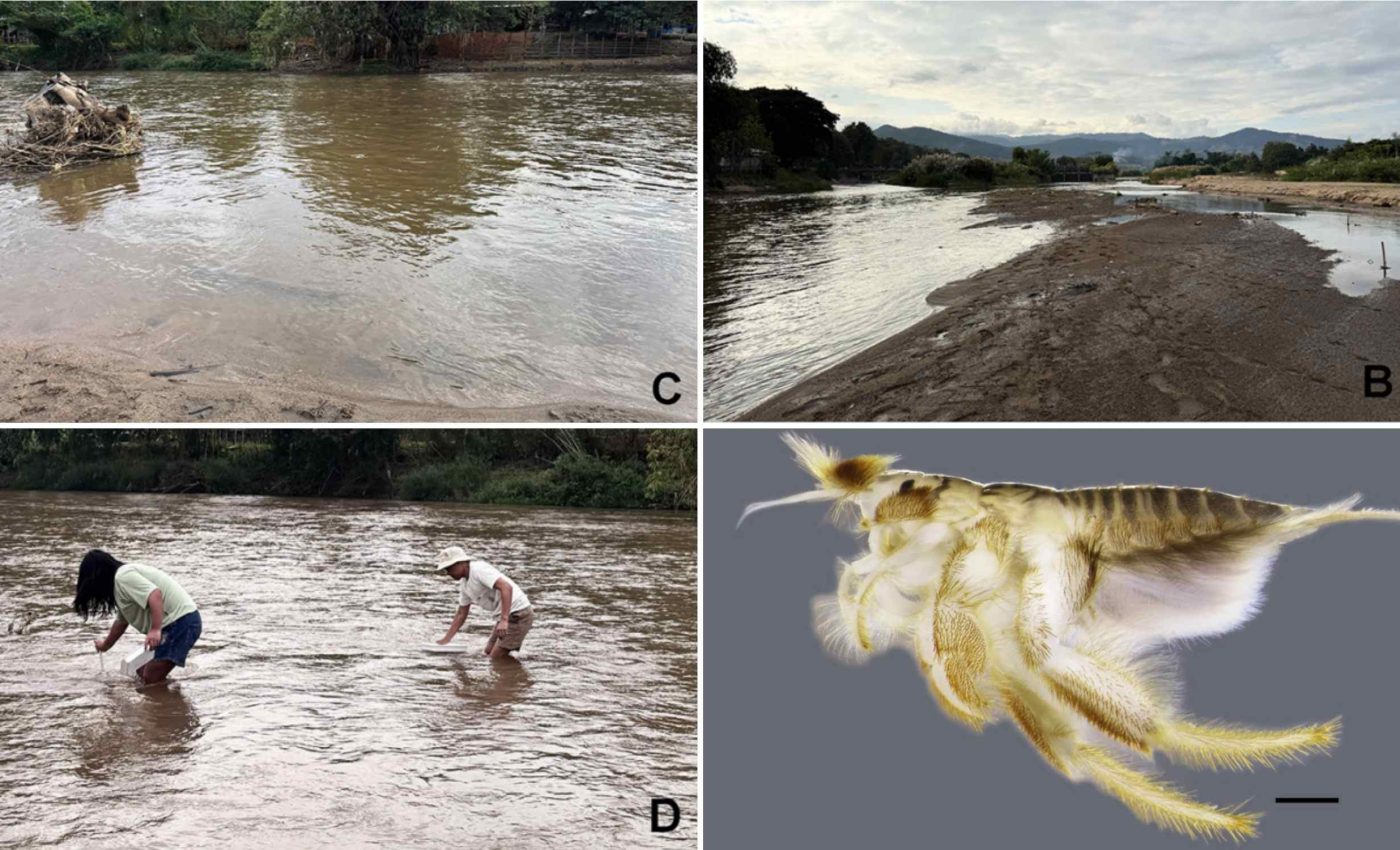 Rare insect that was thought to be extinct for 20 years was rediscovered