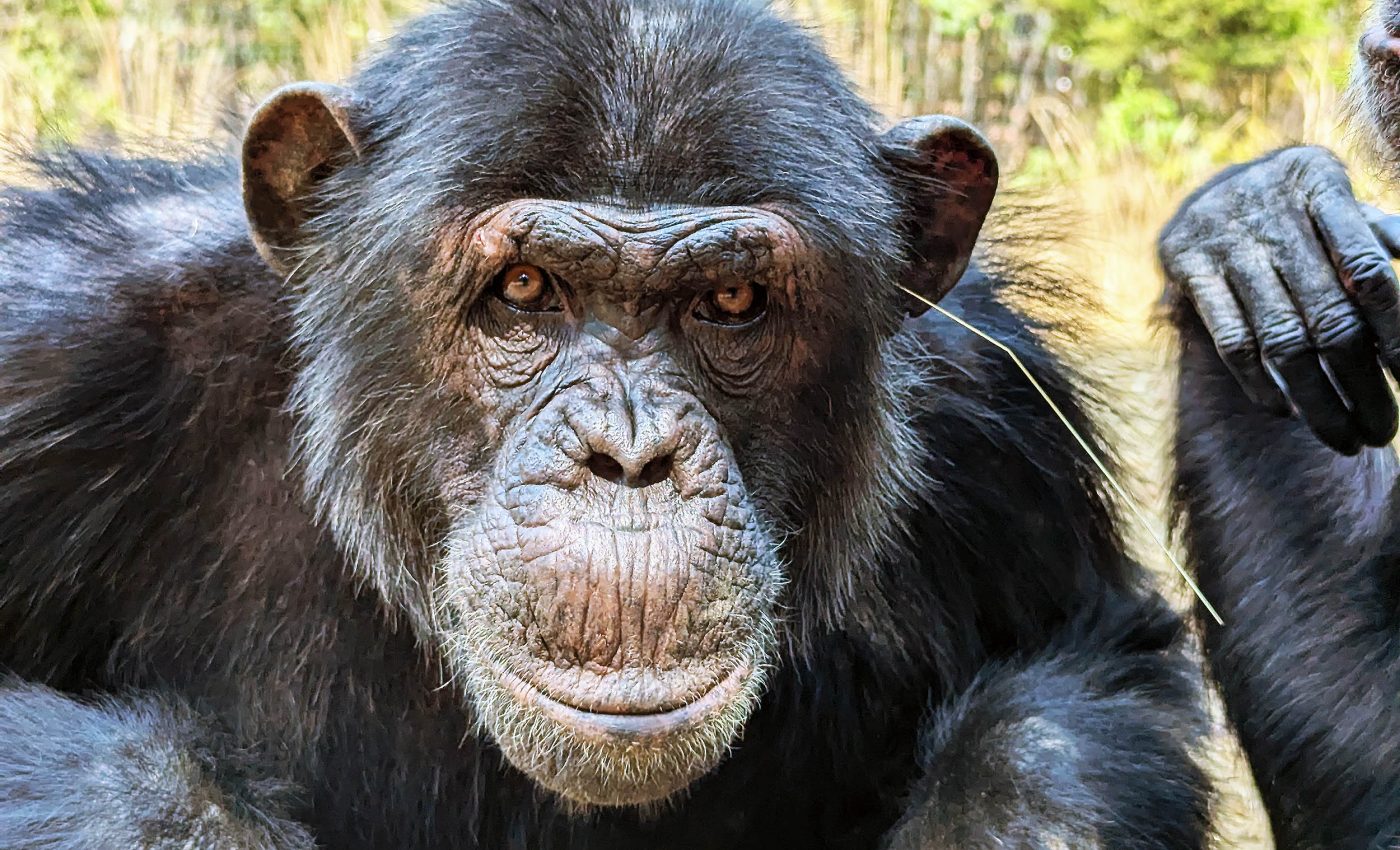 Chimpanzees copy strange, useless trends just like humans do