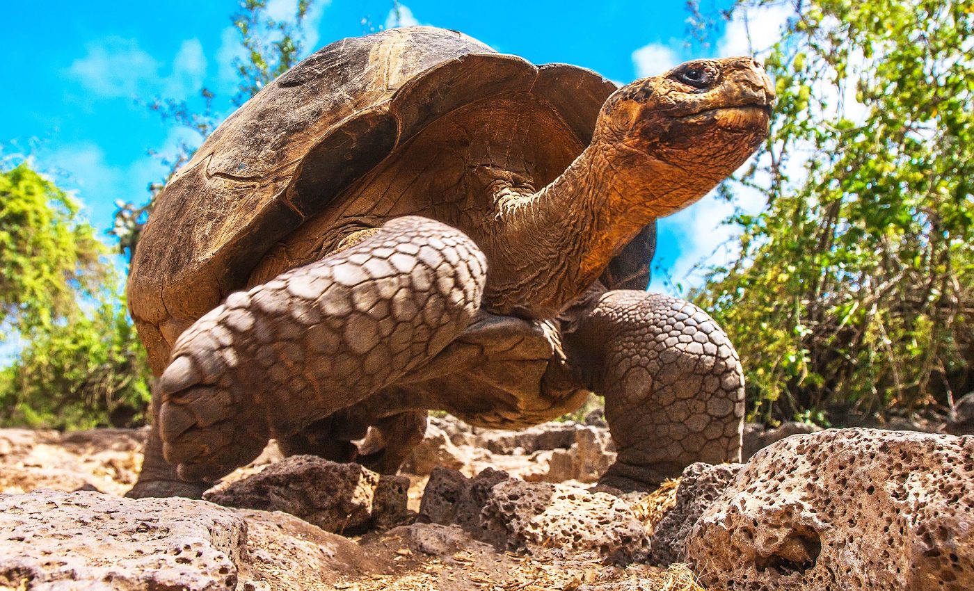 Turtles and tortoises may hold the secret to cancer prevention in humans
