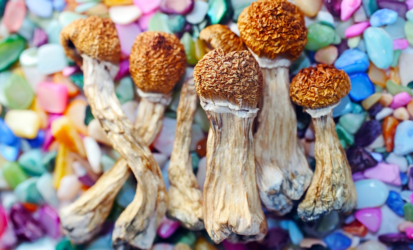 Study shows psilocybin from 'magic mushrooms' delays aging and significantly extends lifespan
