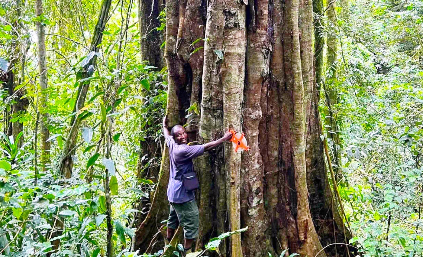 Scientists discover giant 3,000-year-old trees never before seen by humans