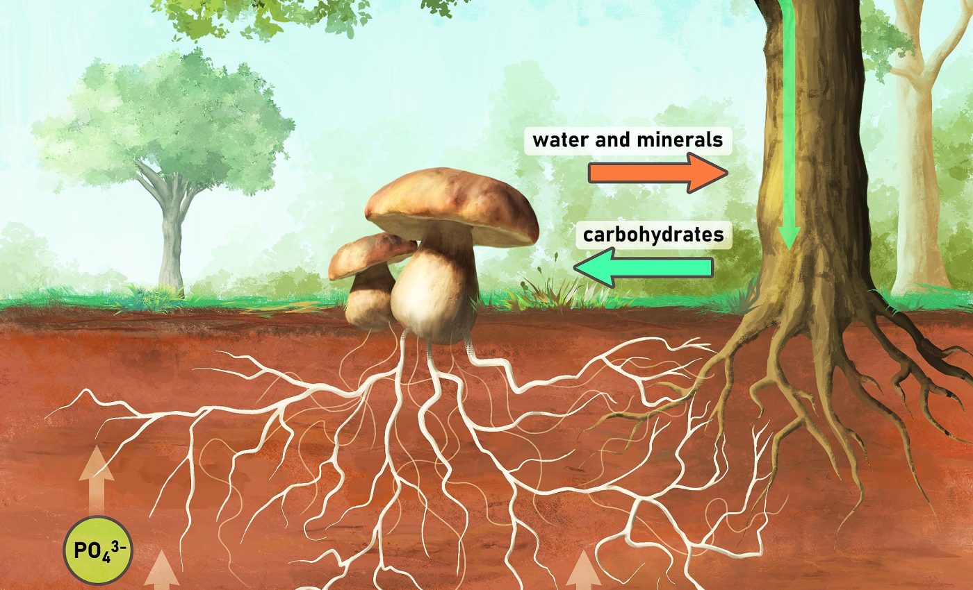 Scientists change their minds about 'friendship' and cooperation between plants