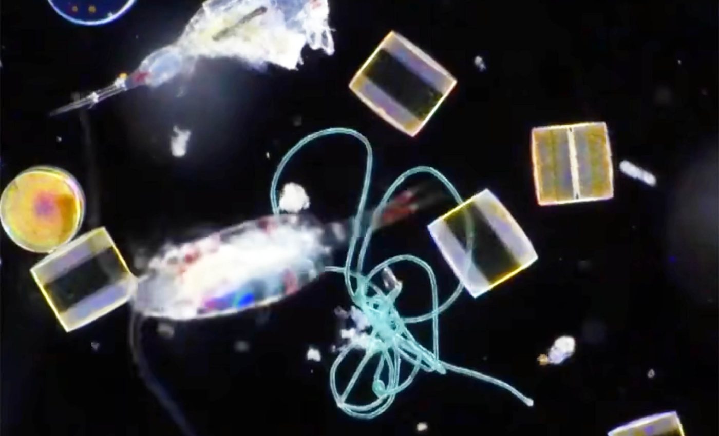 Nanoplastic particles have infiltrated the ocean's food web at the most important levels