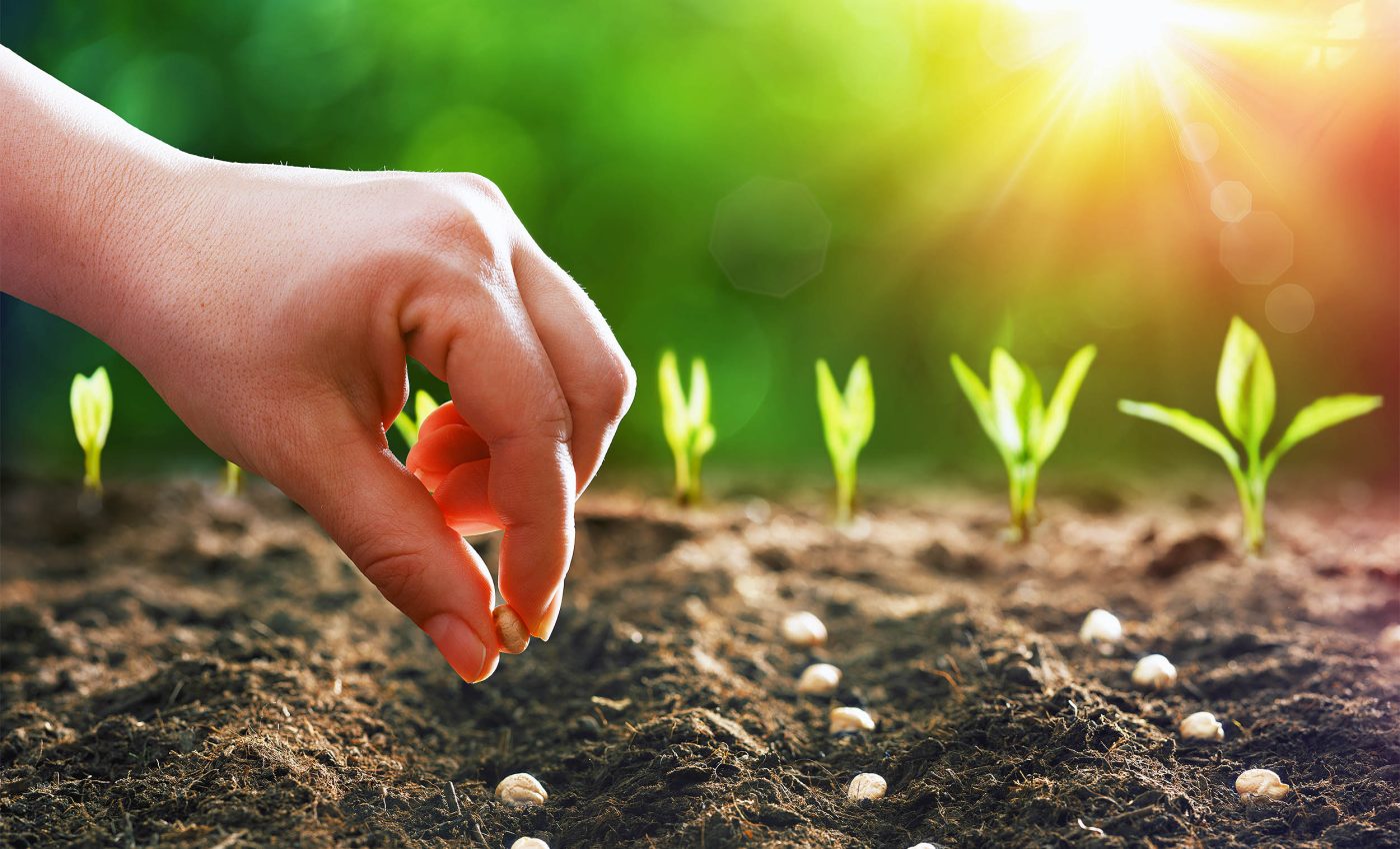 New plant tissue discovered that increases seed size by up to 16%