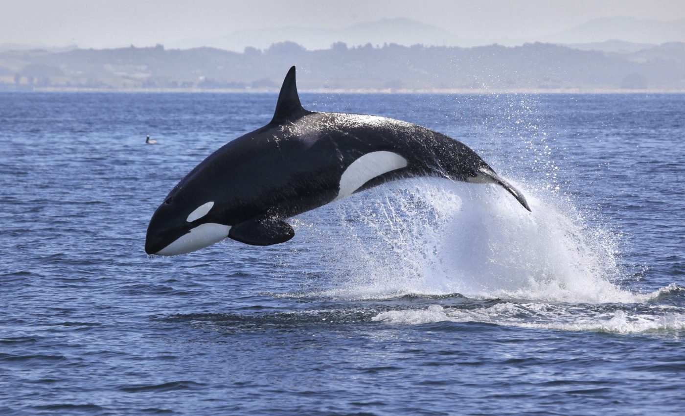 World Orca Day 2025: Saving the ocean's top predators