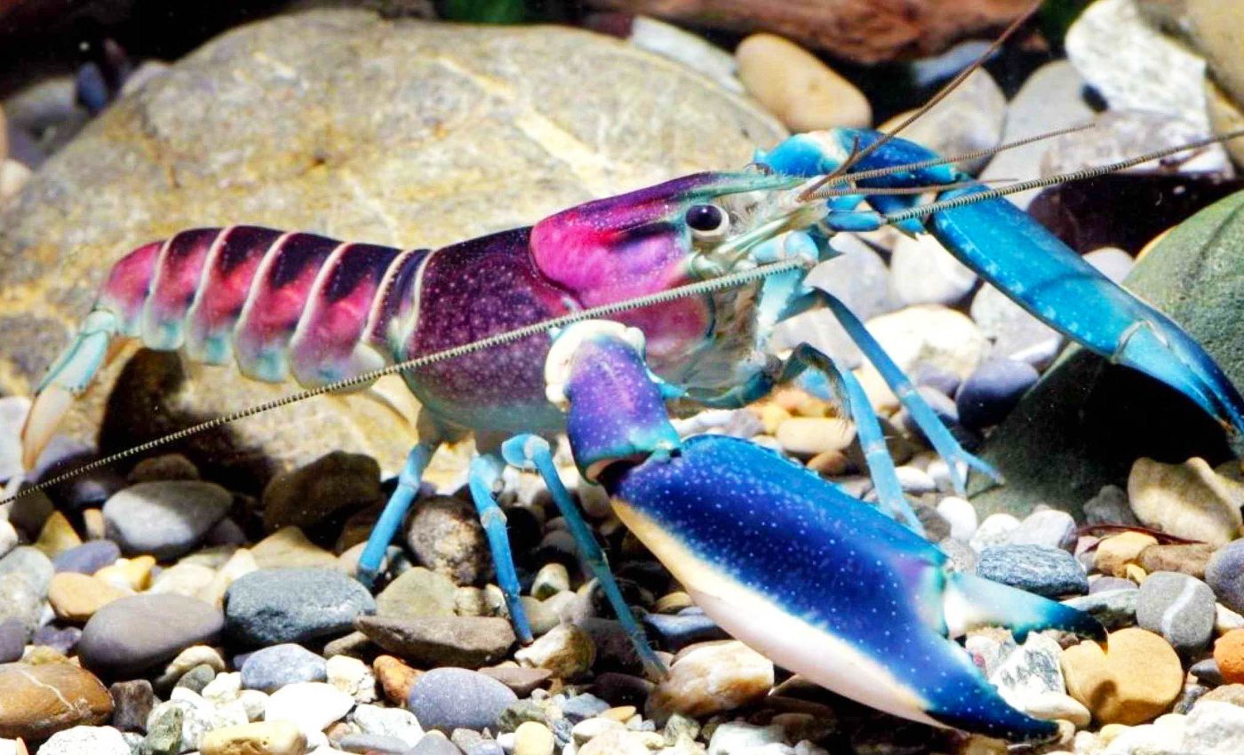 Colorful aquarium creature turns out to be a new species never catalogued by scientists