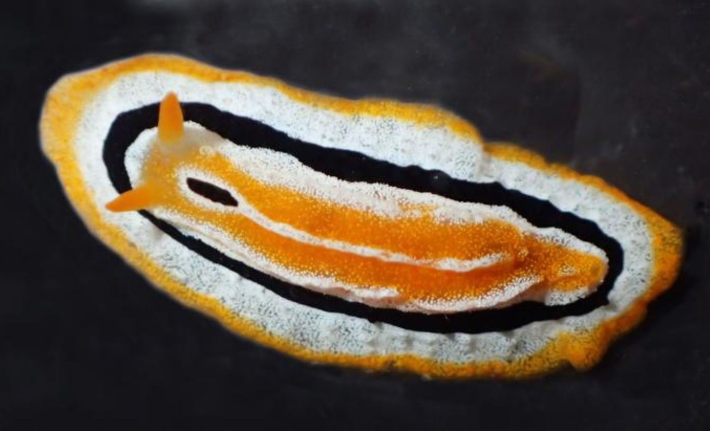 Two rare sea slugs discovered using diver photos