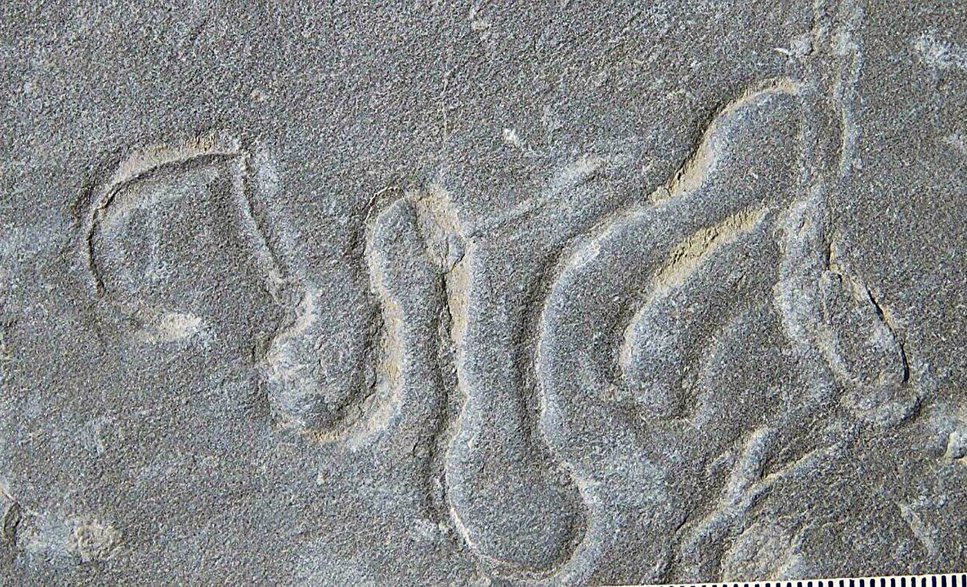 Fossil discovery casts fresh doubt on the 'burst of evolution' known as the Cambrian Explosion