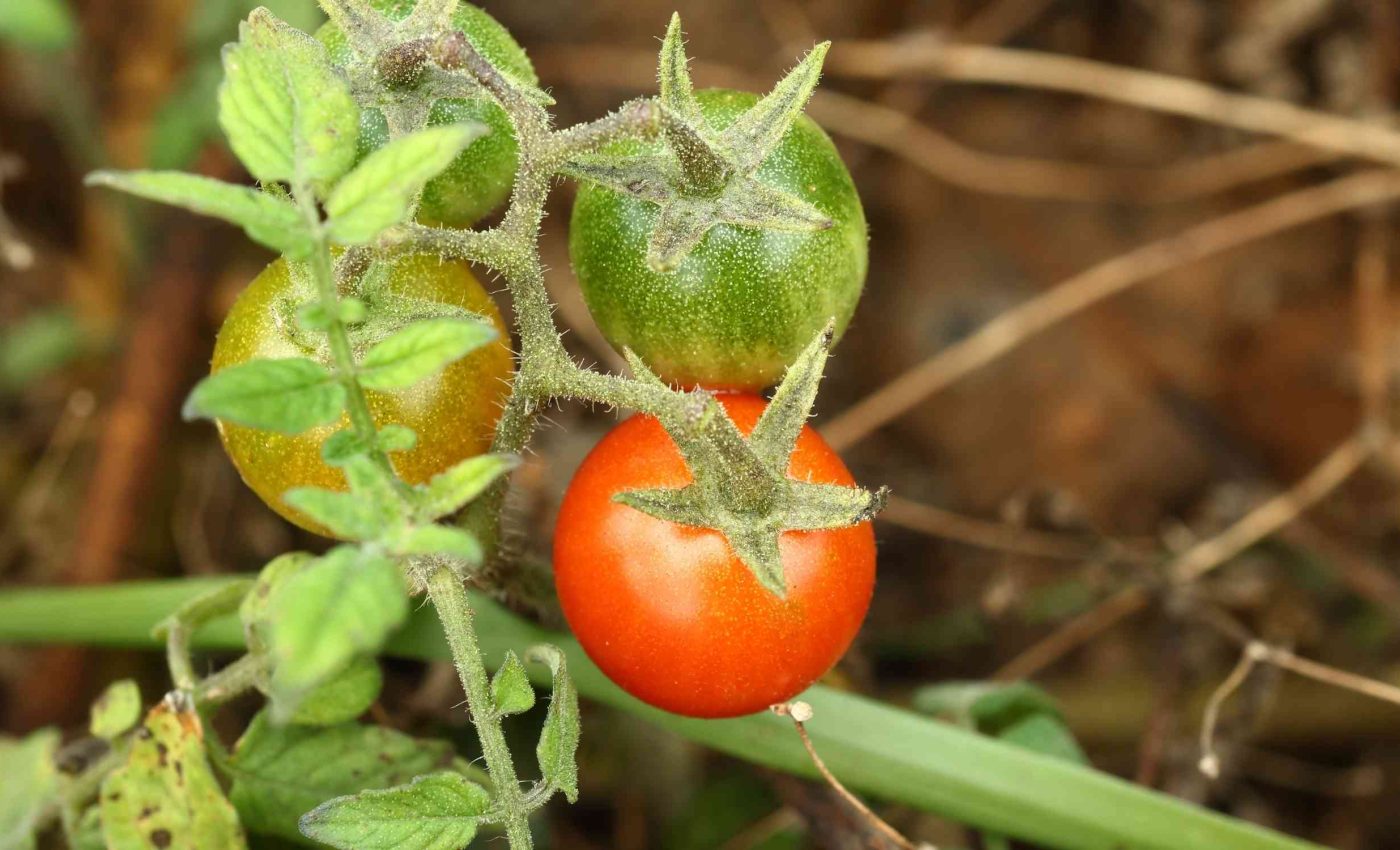 Scientists find a surprising case of 'reverse evolution' in wild tomatoes