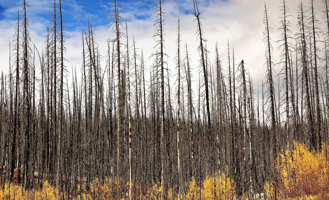 How aspen forests can help stop wildfires in their tracks