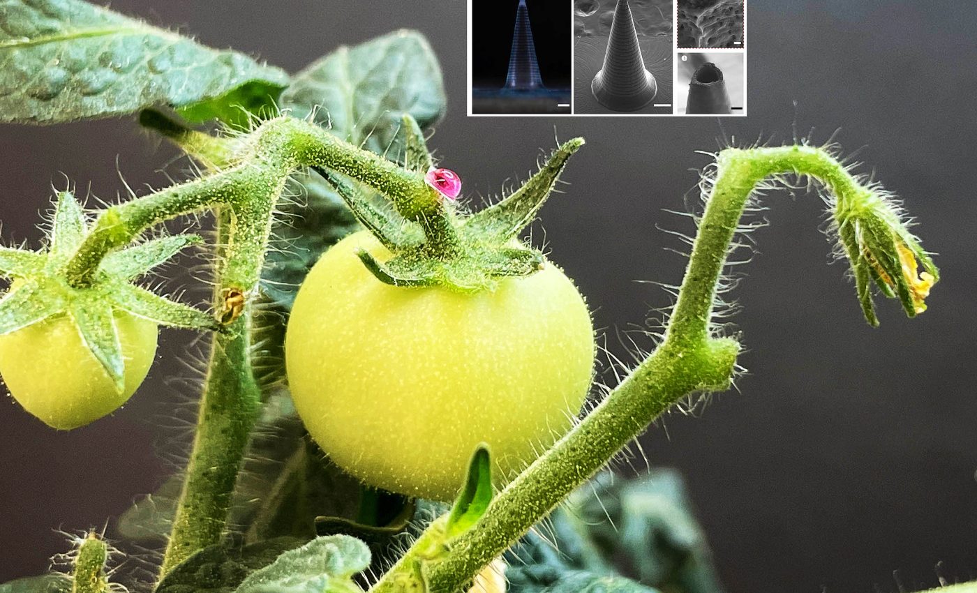 MIT scientists invent new technology that grows much healthier fruits and vegetables