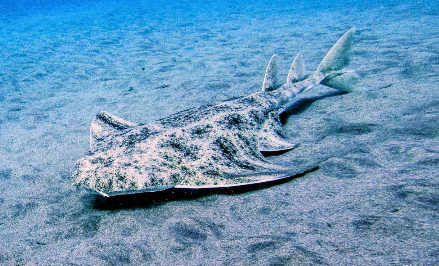 Angelsharks are skipping the mating season due to ocean warming