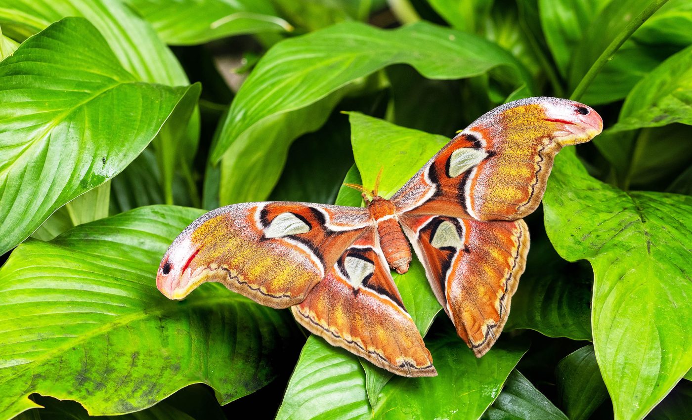 Plants and animals captured "talking" to each other using sound for the first time