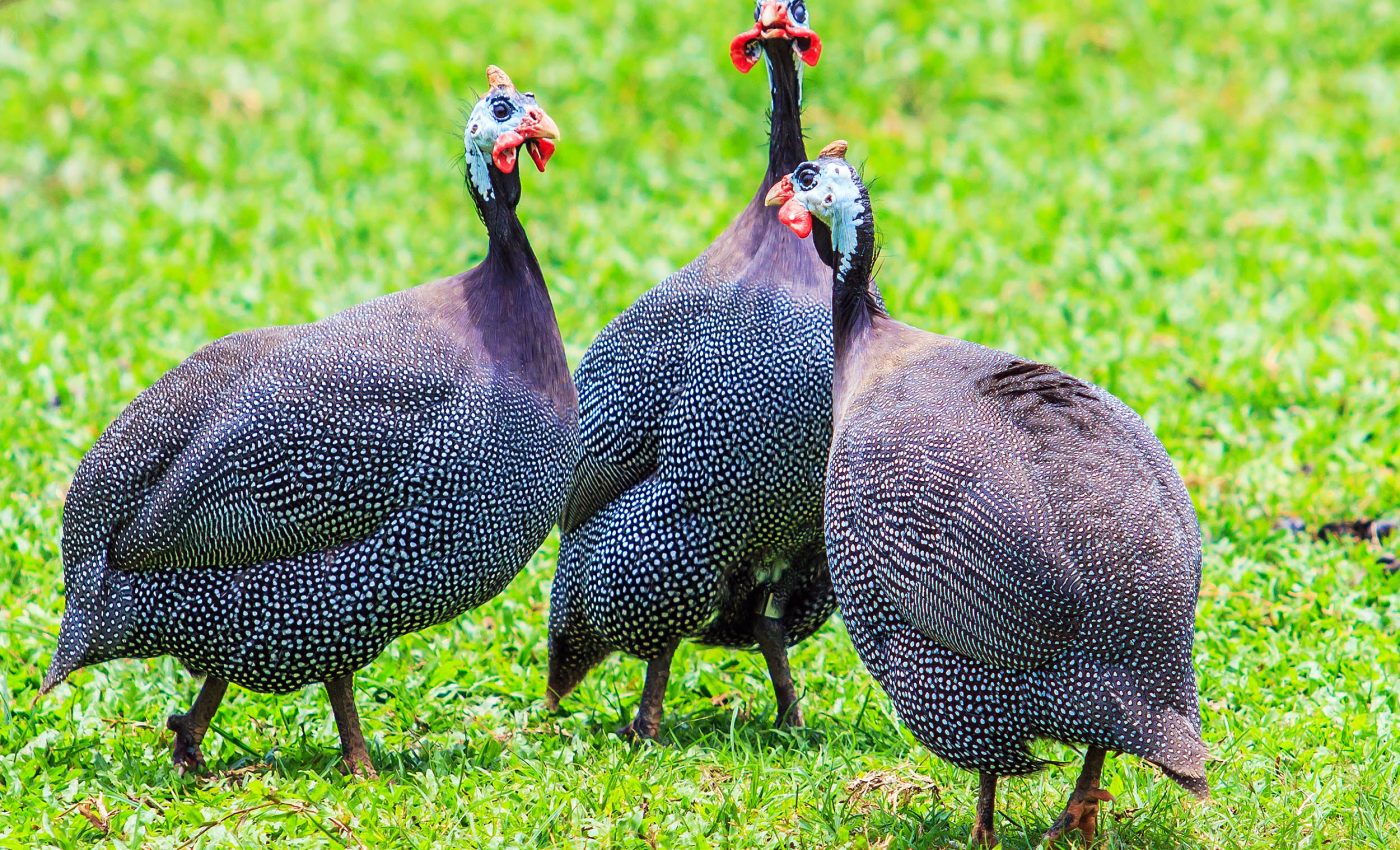 Leadership can be incredibly stressful, even for birds