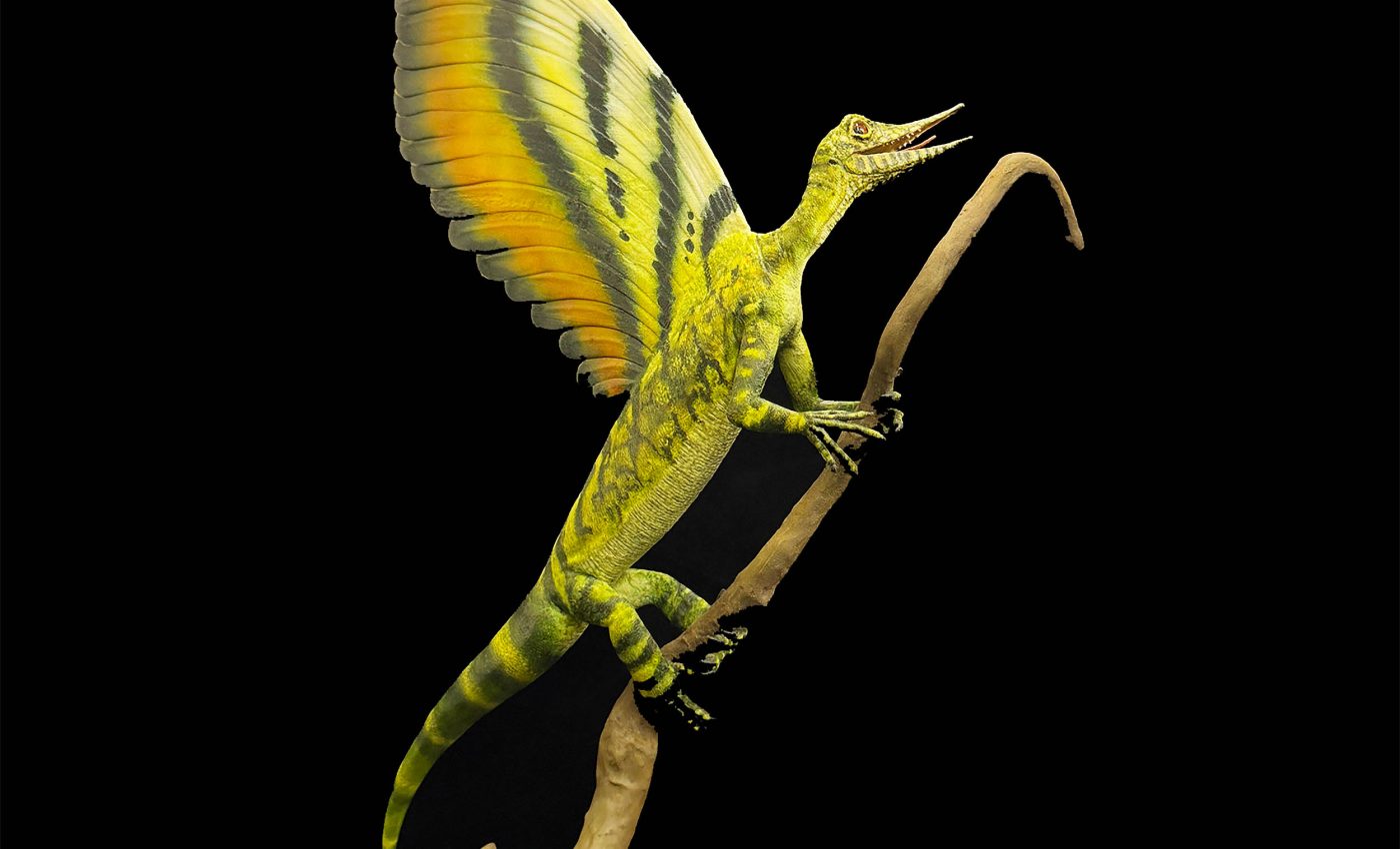 Fossil discovery of a 'wonder reptile' rewrites the history of evolution