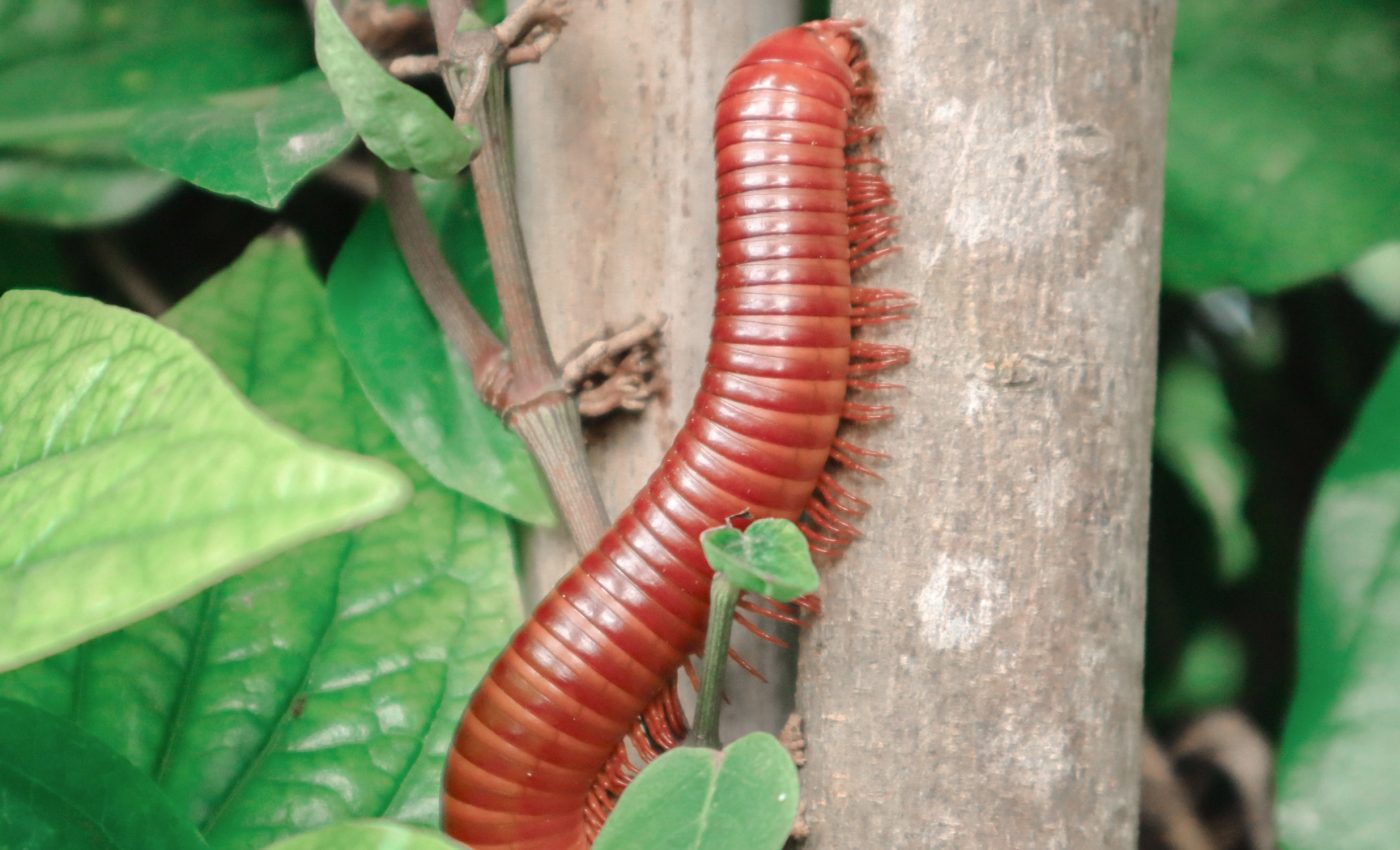 Millipede chemicals may unlock a new generation of drugs