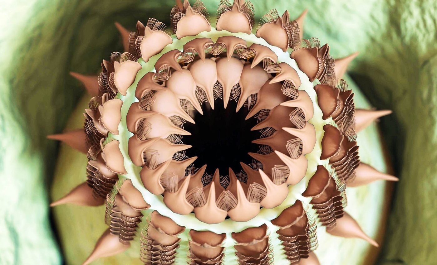 Grand Canyon was a 'Goldilocks zone' for evolution of the earliest animal life on Earth