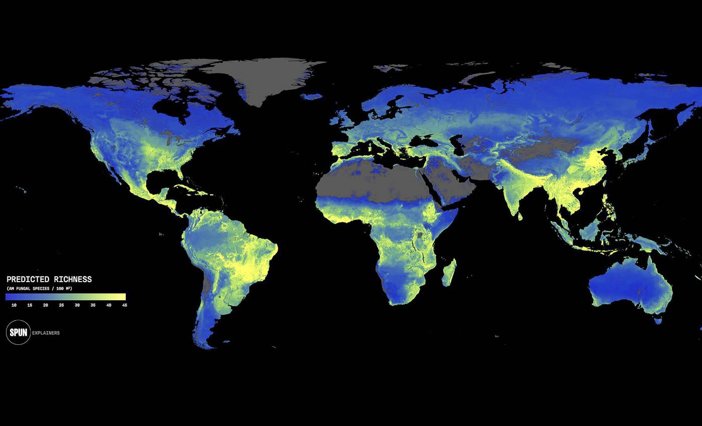 Underground fungi networks that sustain all life on Earth are in danger