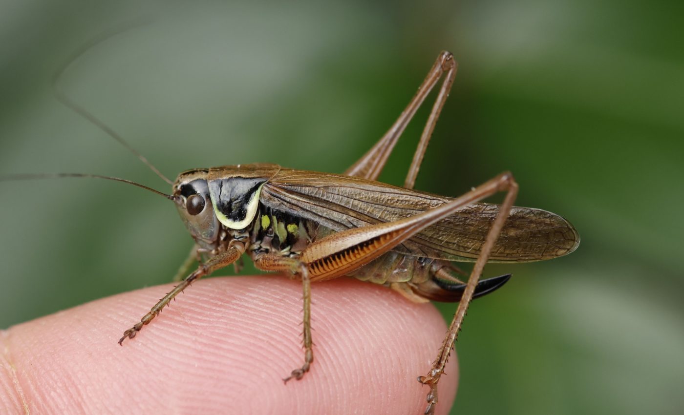 Scientists finally learn how crickets sing and chirp