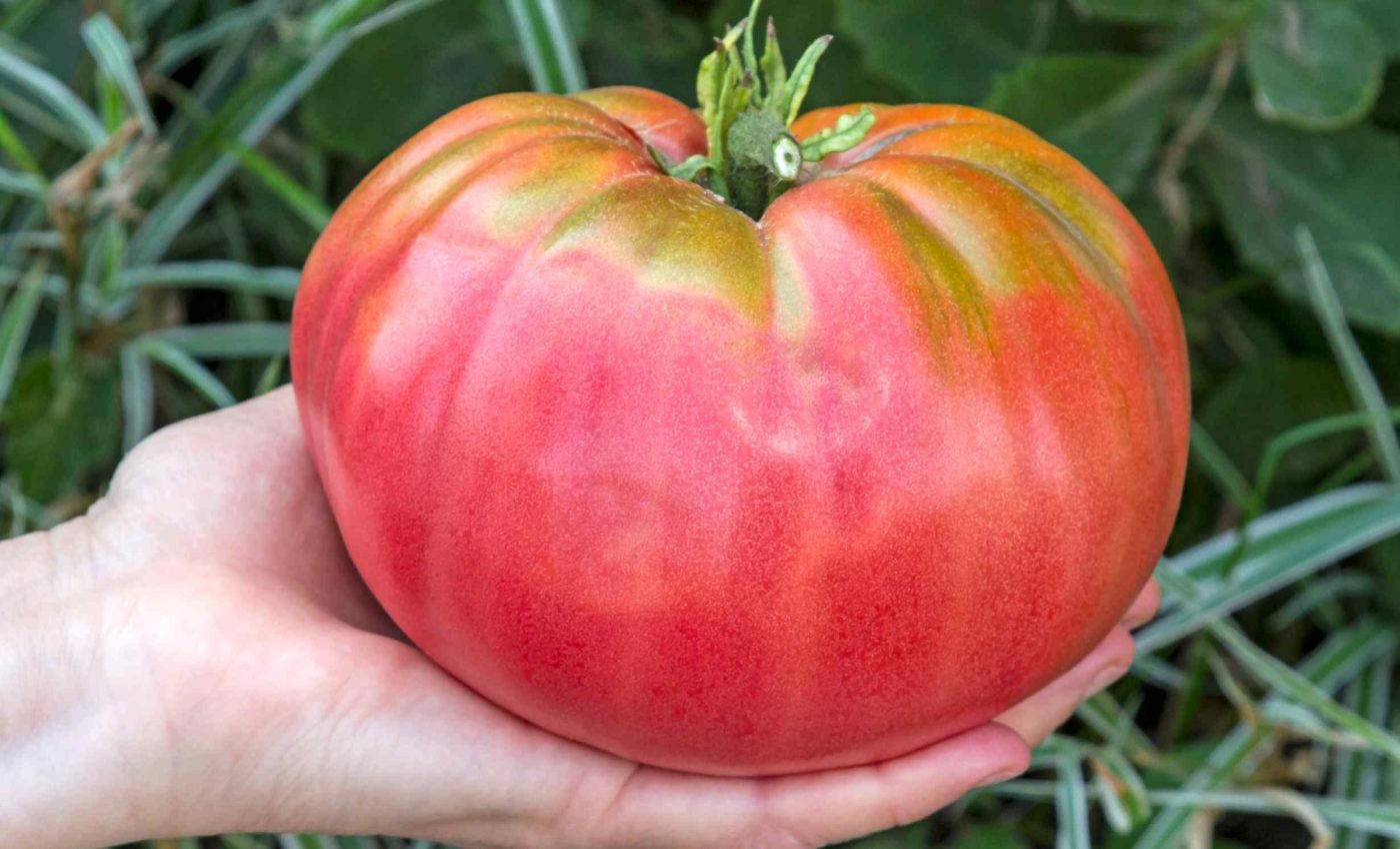 Scientists use gene editing to make tomatoes that are 30% sweeter and healthier
