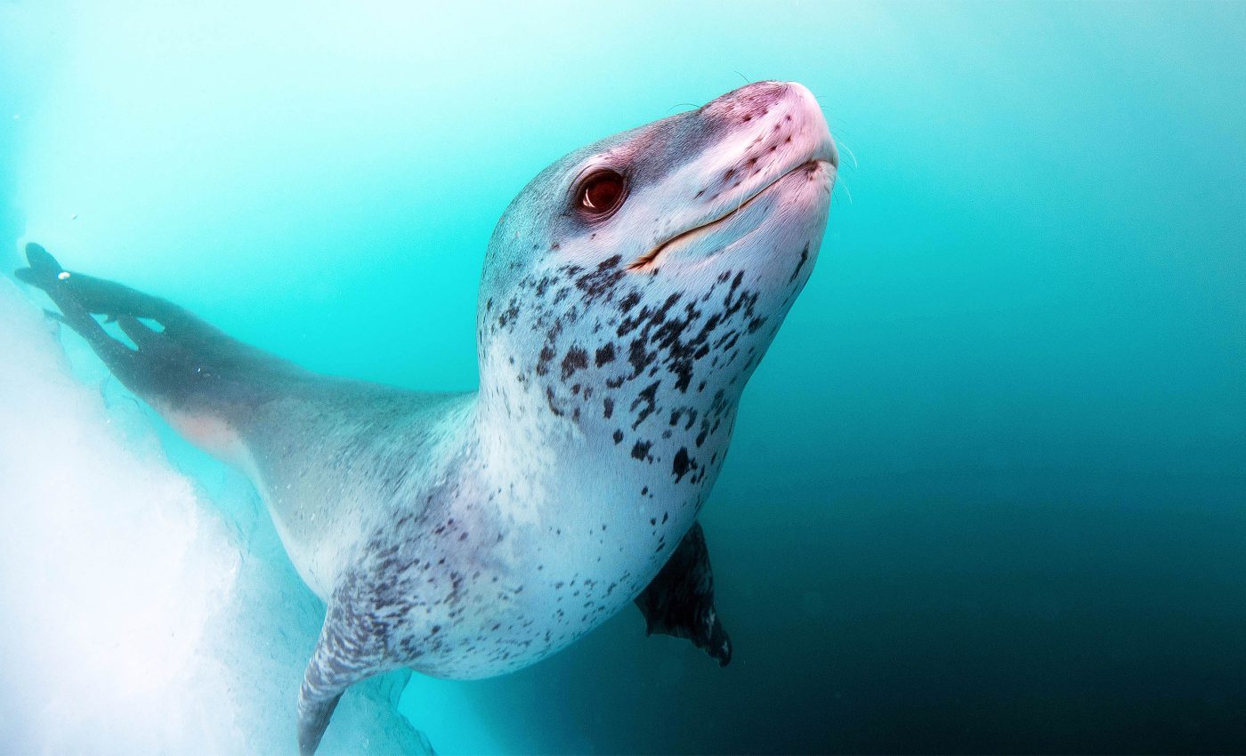 Leopard seals sing songs underwater that are strikingly similar to nursery rhymes