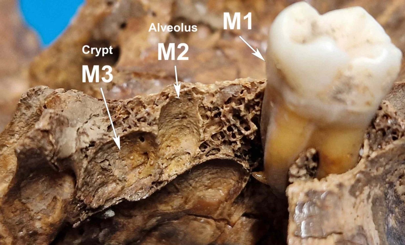 Cleopatra loses her sister again as scientists confirm they were wrong about Roman tomb remains