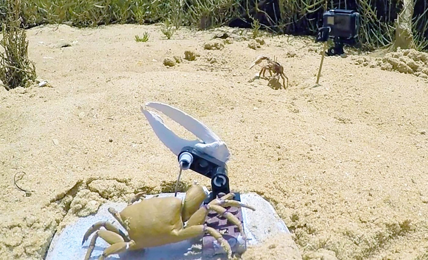 Robotic crab named 'Wavy Dave' stirs up courtship drama with a real fiddler crab